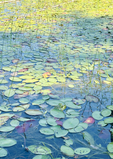 Tin Mountain Conservation Center (Pond)