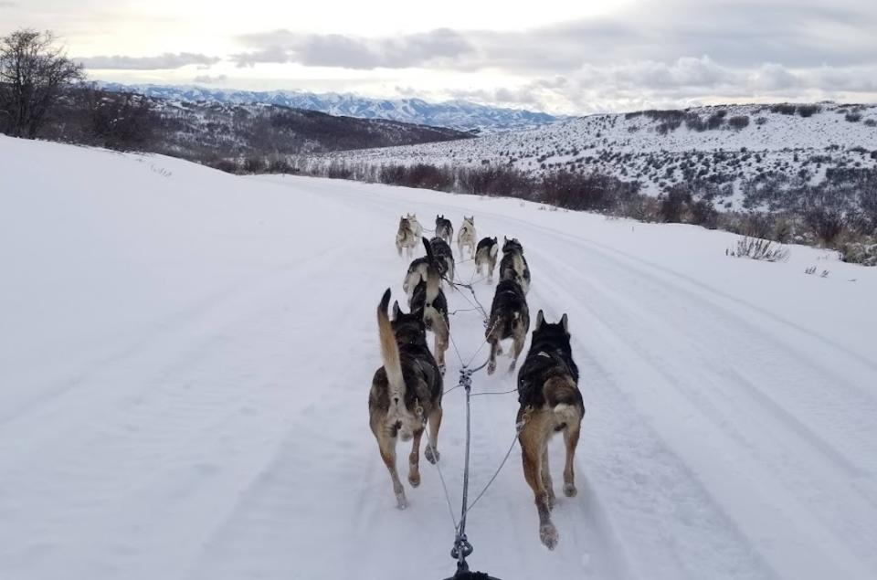 Mountain ridge sled dog discount