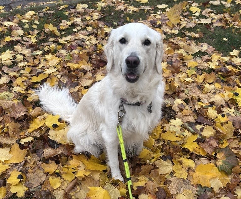 An adult golden retriever sits on the ground covered in yellow and brown autumn leaves. The dog is facing the camera with a relaxed, happy expression and is attached to a bright yellow leash.
