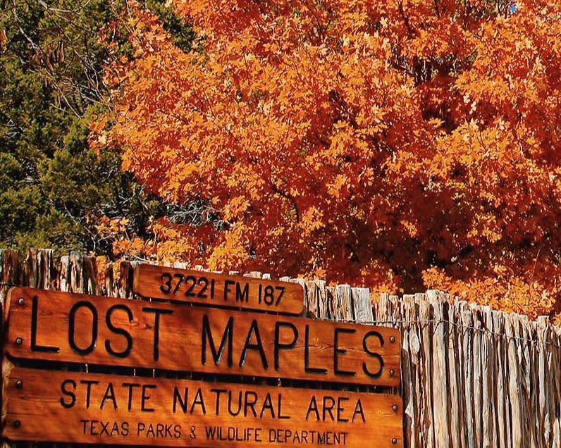 Lost Maples