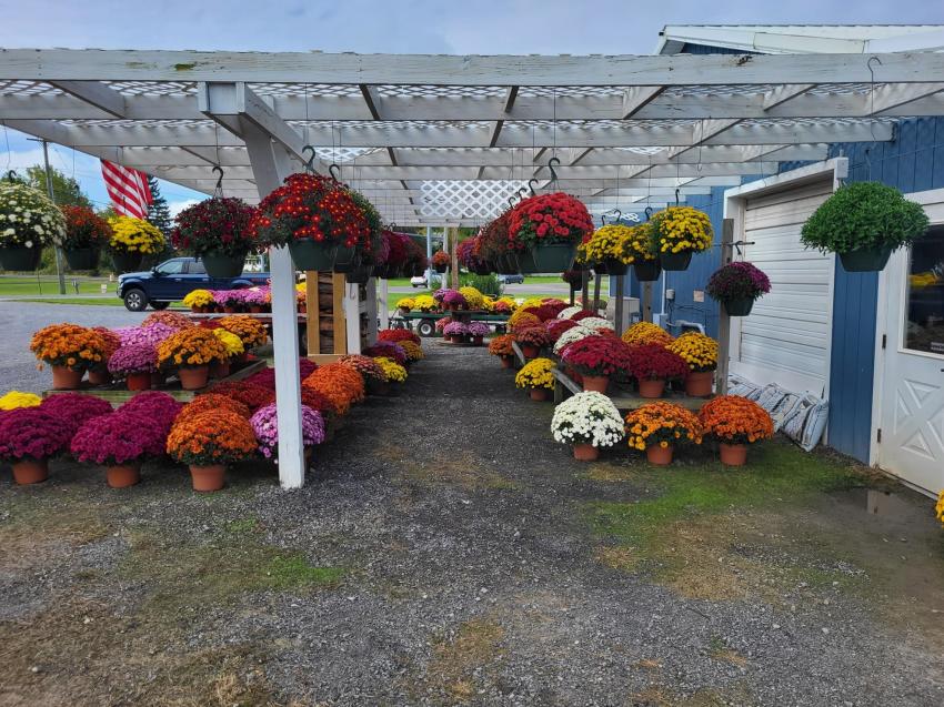 Flower Stand Serendipity Acres