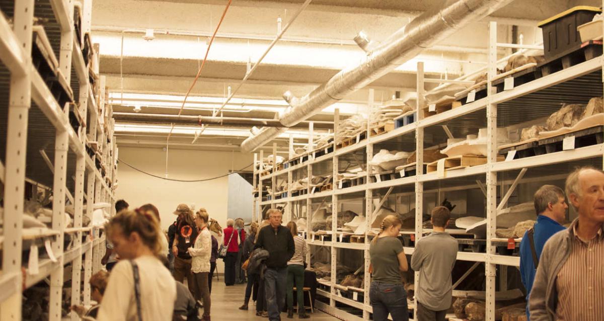 Shelves of Dinosaur Bones at the Natural History Museum in Utah