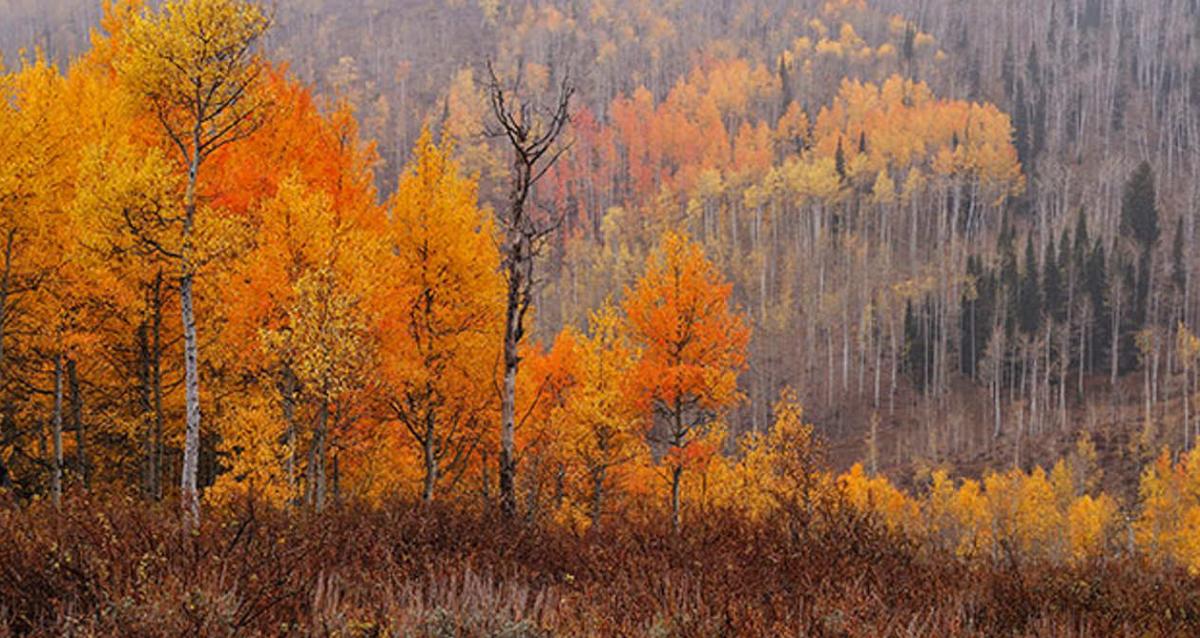 Autumn Fall Leaves in Logan Canyon near Logan, Utah