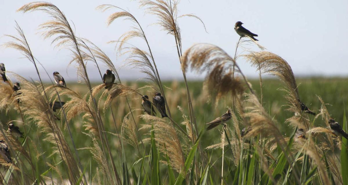 Birds a tall grass in Bear River Migratory Bird Refuge by Box Elder Utah