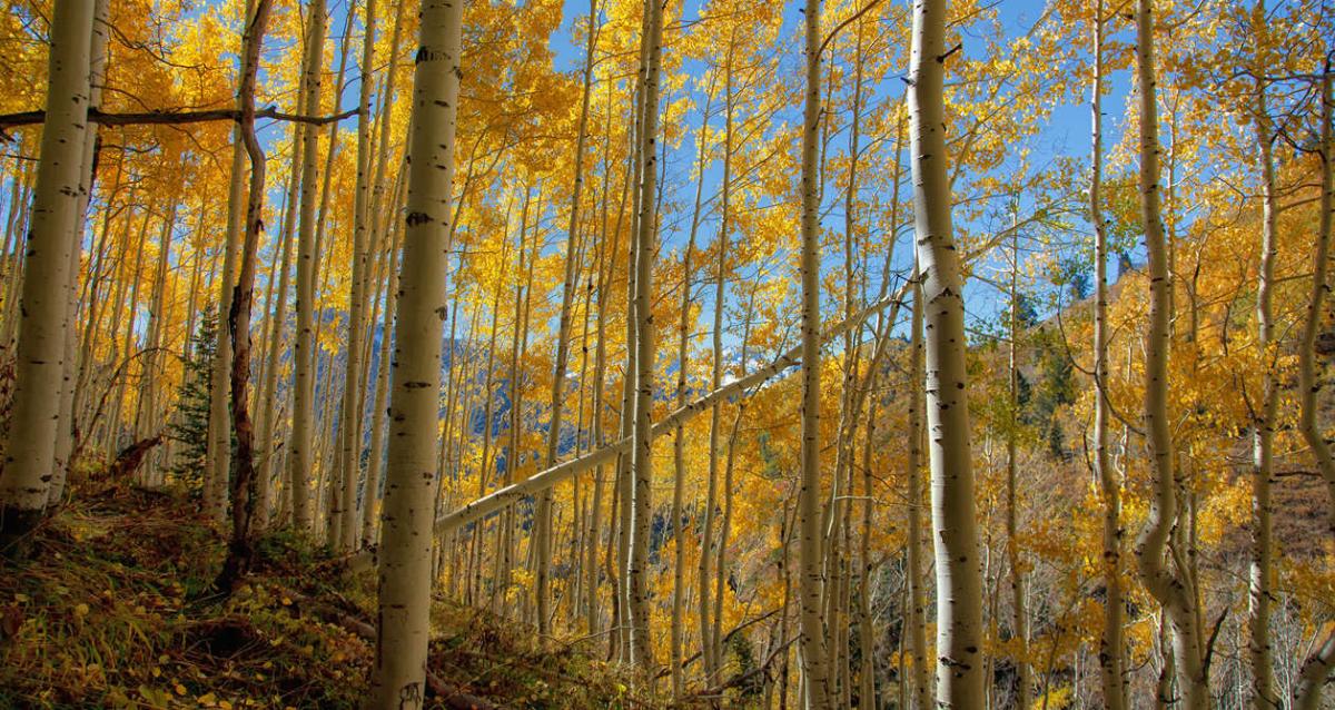 Yellow Aspen Leaves in the Fall as seen on the Alpine Loop in Provo