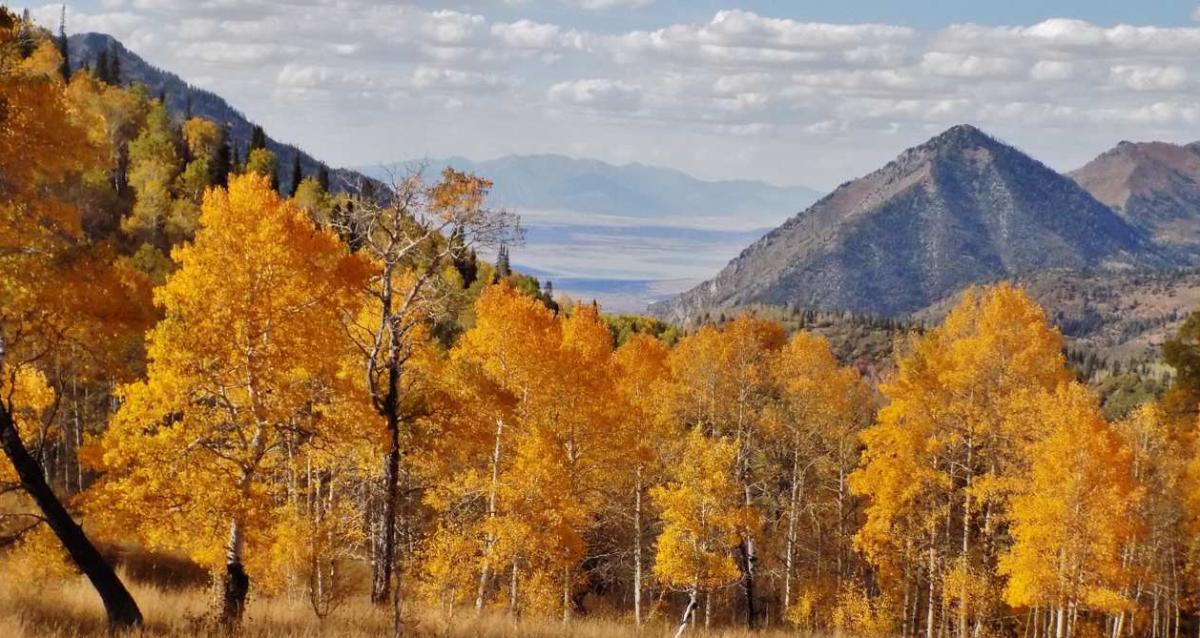 Autumn Fall colors seen in the Nebo Loop