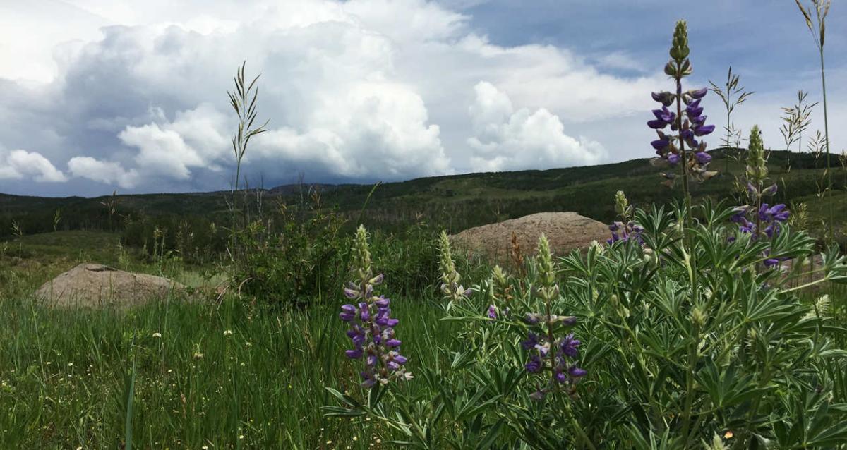Boulder Mountain Wildflowers
