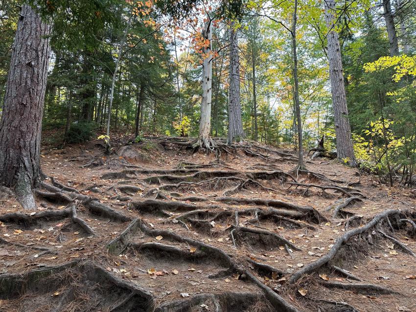 A dirt trail with a bunch of exposed roots