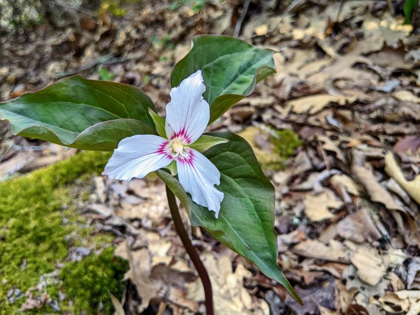 A three petaled white flower with a pink center is pictured on a forest floor.