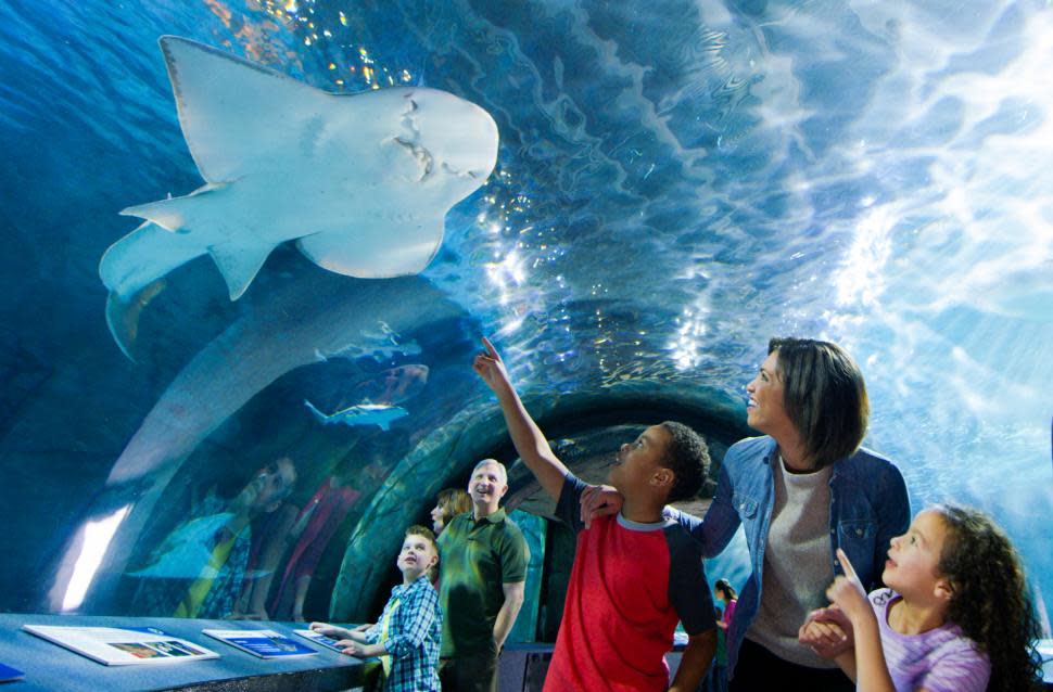Shark Tunnel at Newport Aquarium (photo: Newport Aquarium)