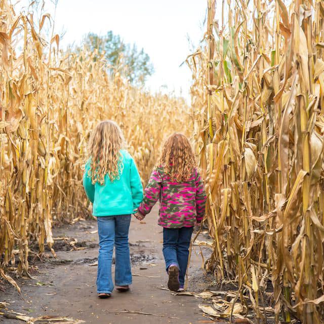 Two children in the corn field at Stokoe Farms