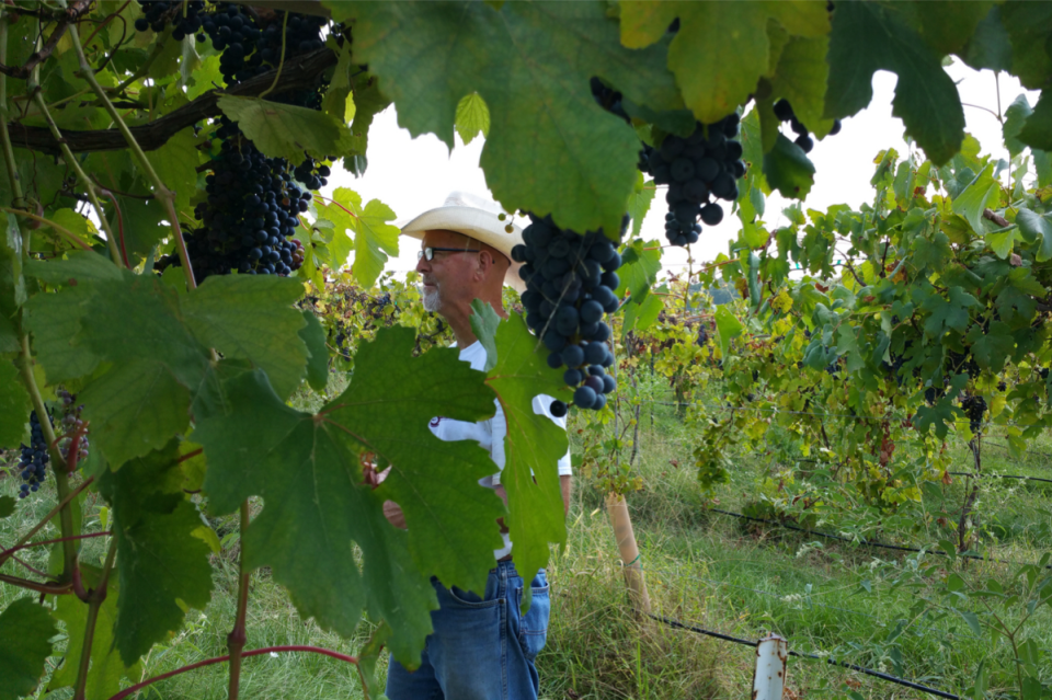 En Gedi Vineyards & Winery