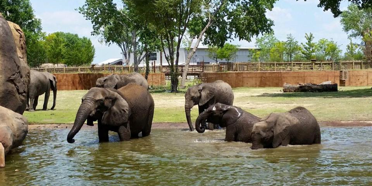 Sedgwick County Zoo elephant exhibit among country’s best