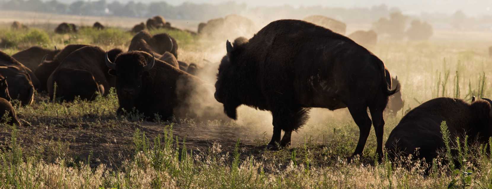 Bison at Rocky Mountain Arsenal National Wildlife Refuge