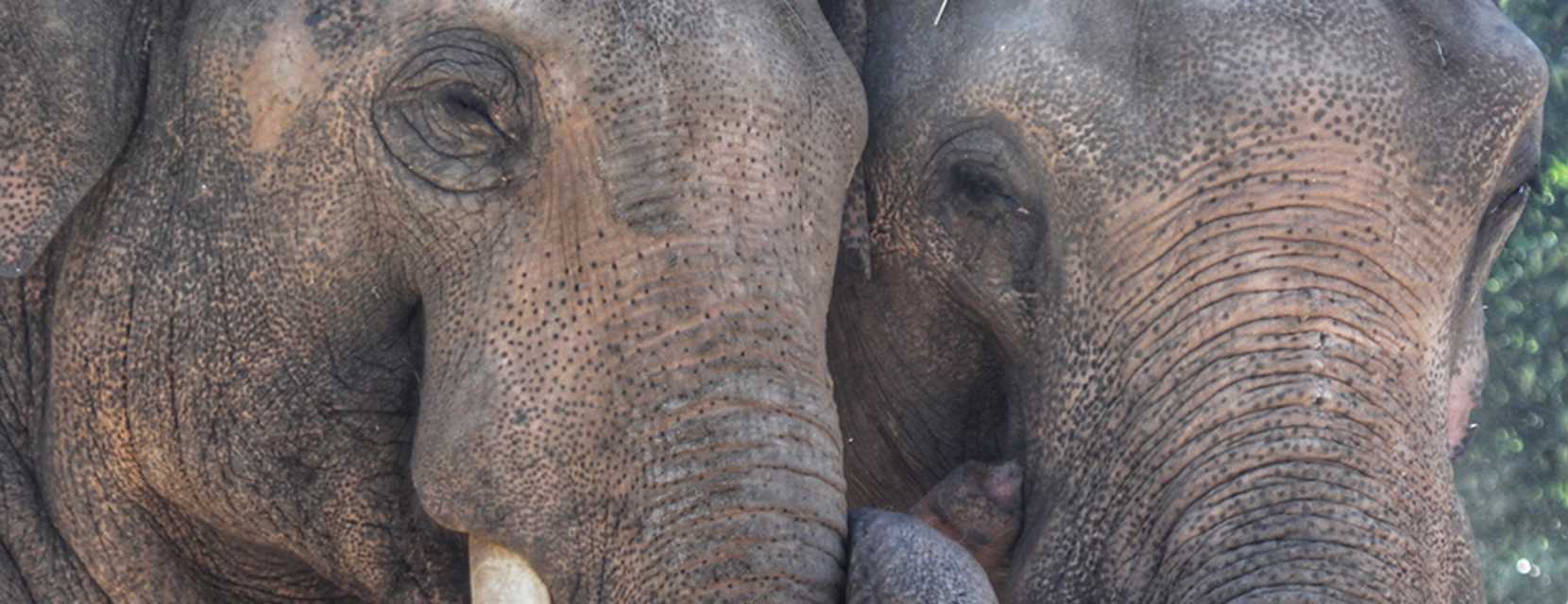 Denver Zoo's elephants
