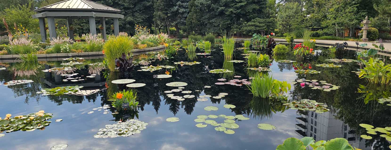 A lily pond at Denver Botanic Gardens