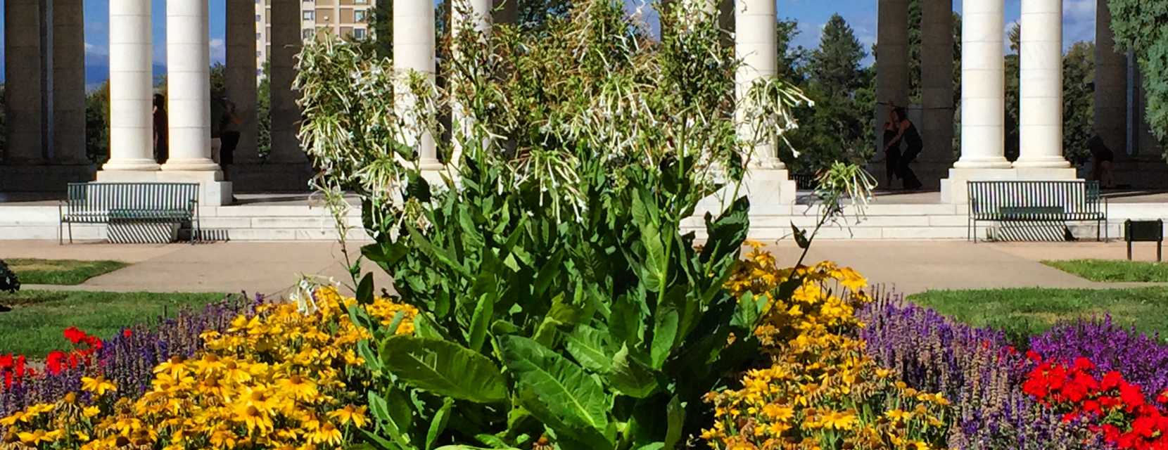 A garden in bloom with the pavilion in the background at Cheesman Park.