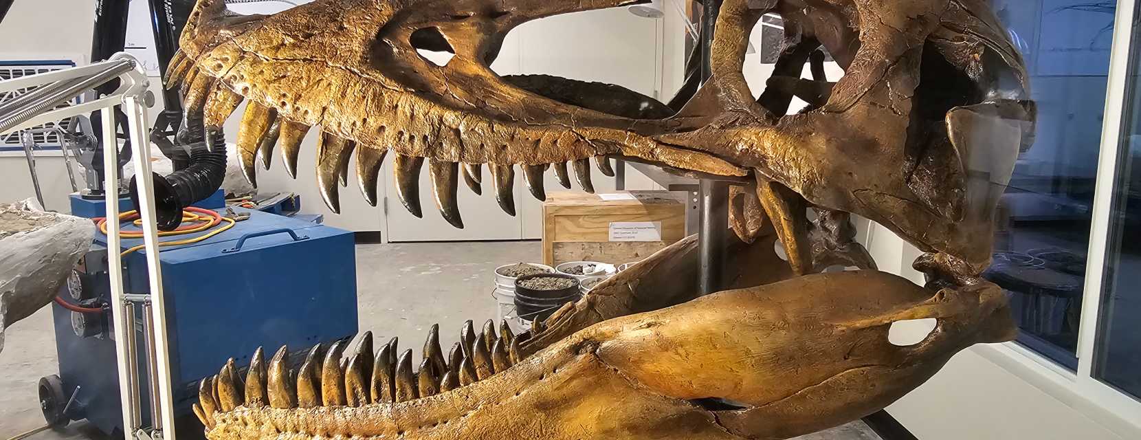 Dinosaur skull at Denver Museum of Nature & Science