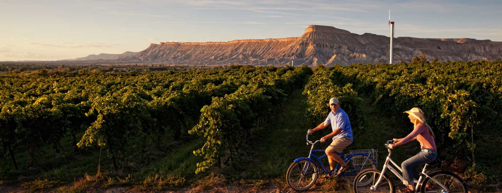 A couple ride bikes in a vineyard in Palisade, Colorado.