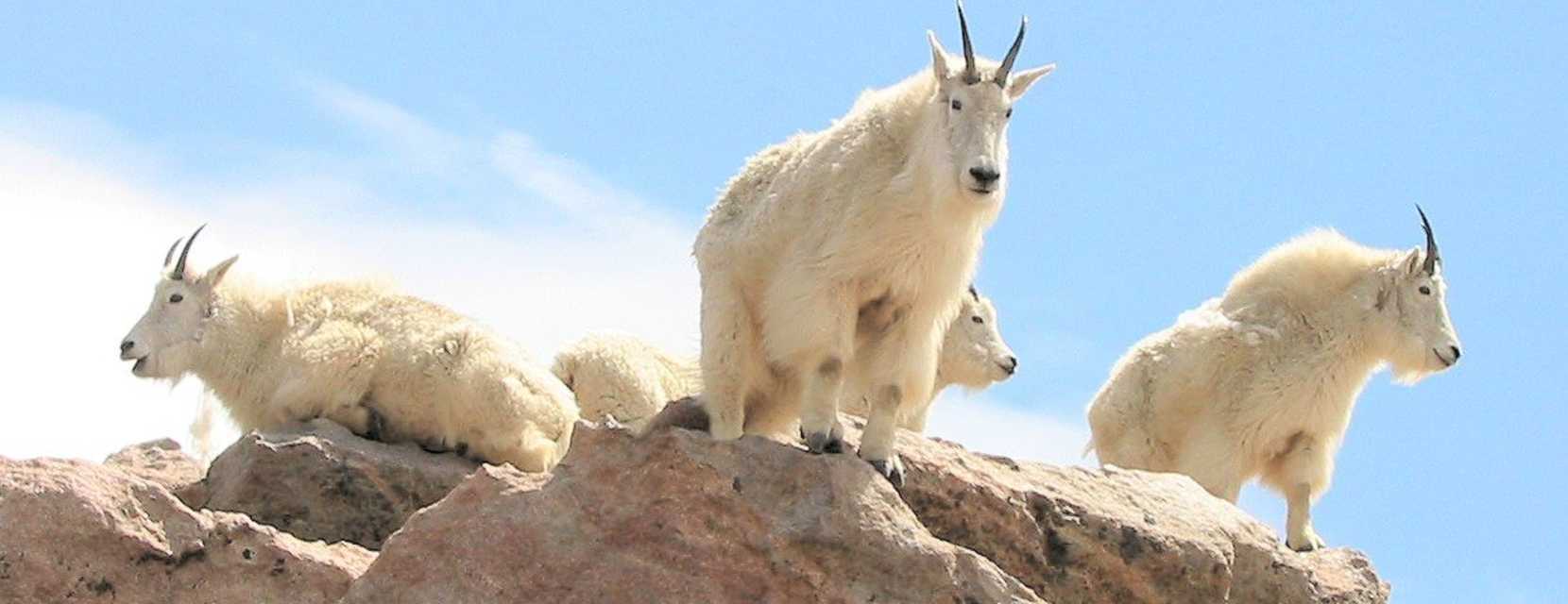 Four mountain goats perched on Mount Blue Sky in Colorado.