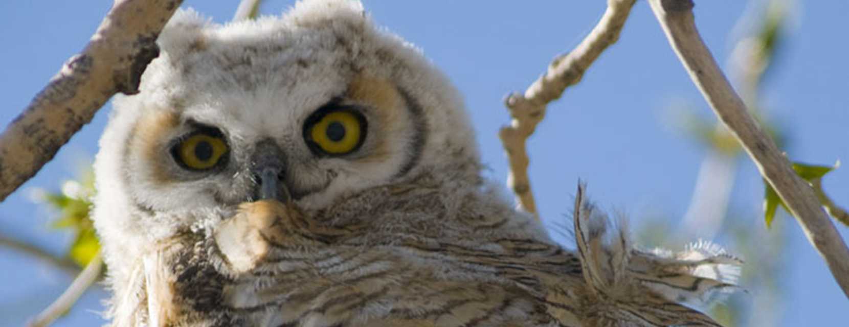 An owl at Rocky Mountain Arsenal National Wildlife Refuge