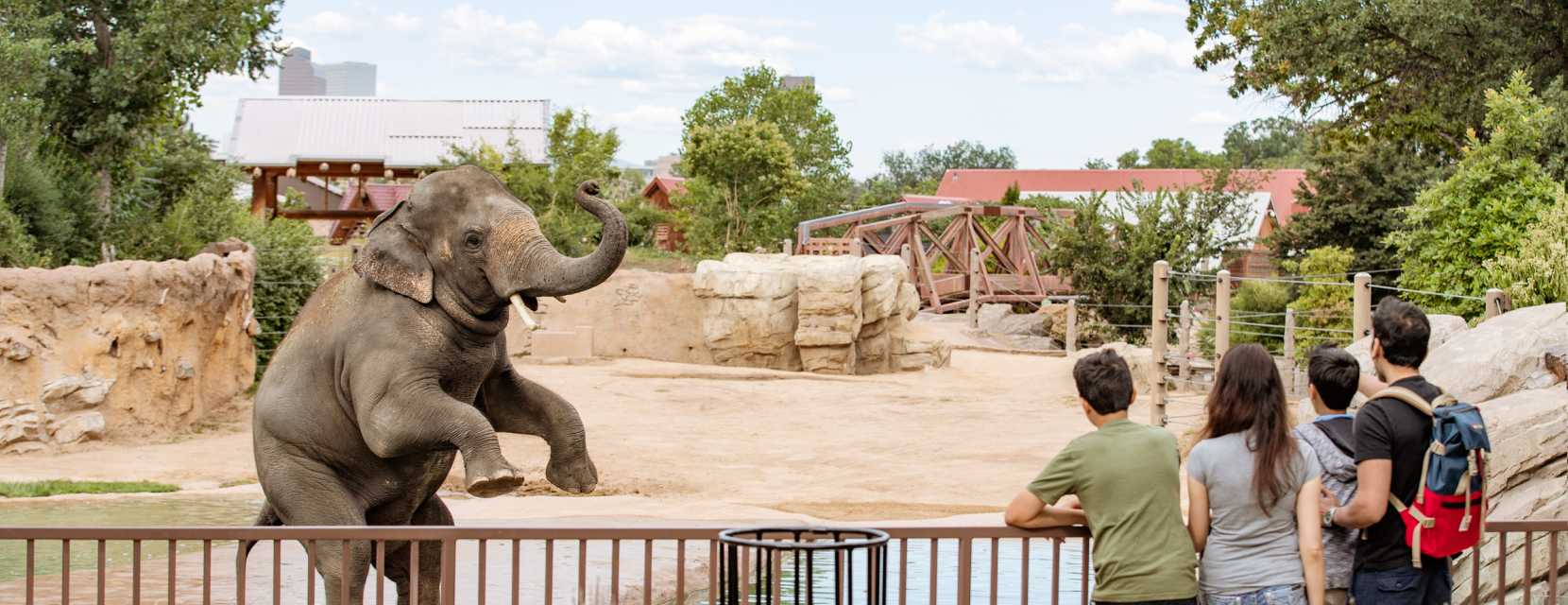 A group admires a young elephant as it rears up at Denver Zoo Conservation Alliance.