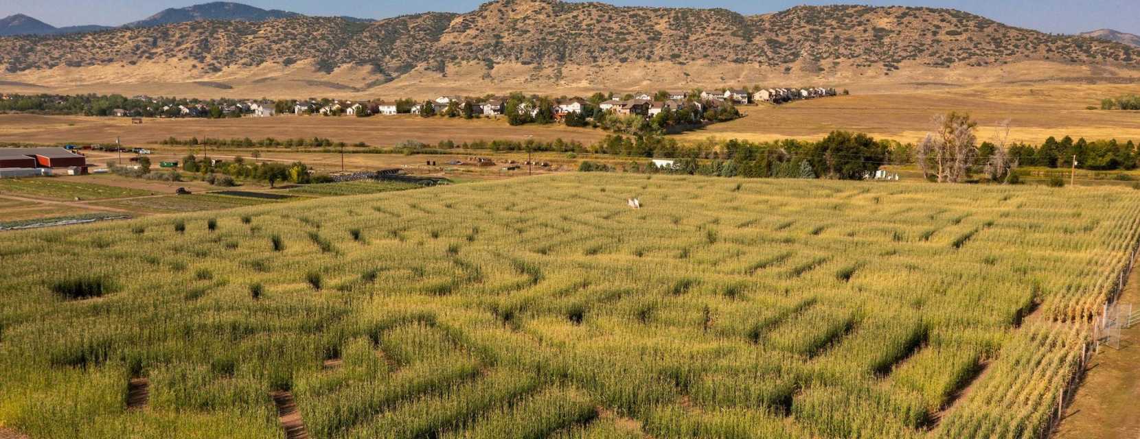 Aerial view of the Chatfield Farm corn maze with mountains in the background