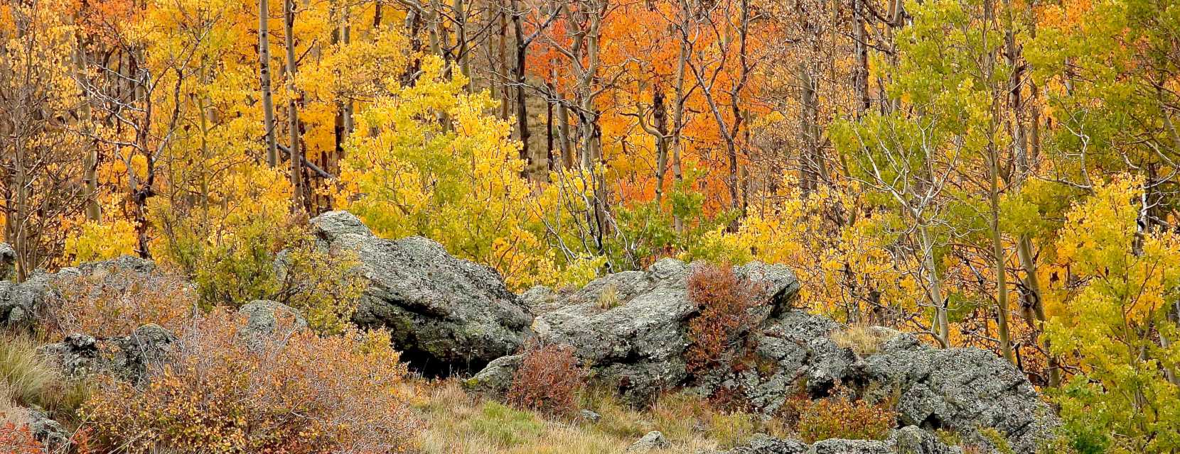 Kenosha Pass fall colors along a hiking trail