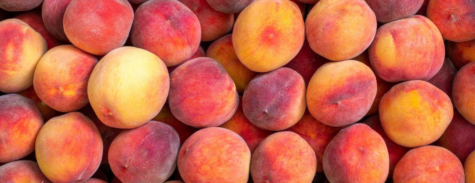 A pile of vibrantly colored Palisade peaches
