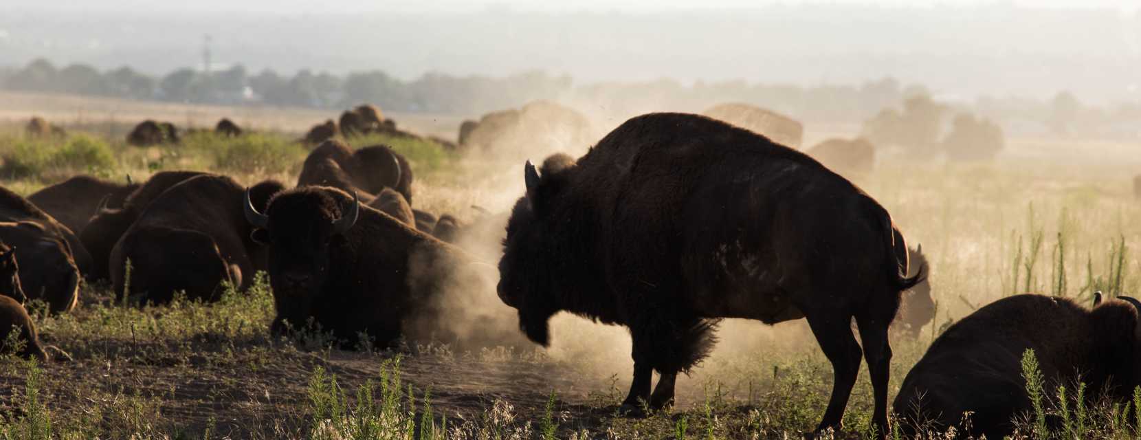 A herd of bison on the plains at the Rocky Mountain Arsenal National Wildlife Refuge.