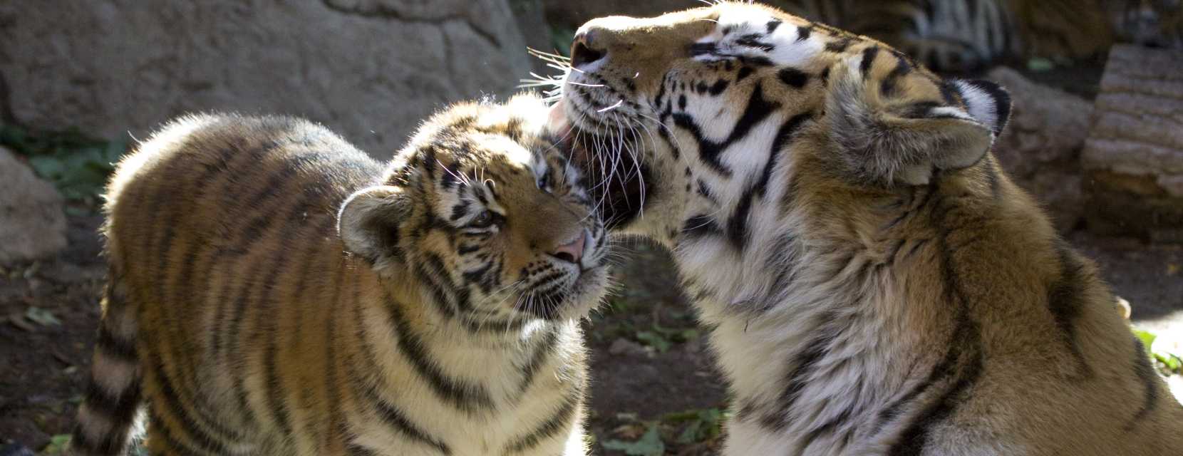 A tiger cub with its mother at Denver Zoo Conservation Alliance