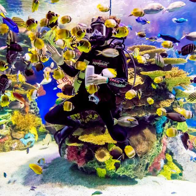 Diver inside tank at Ripley's Aquarium of Canada in Toronto