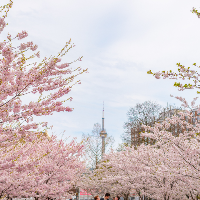 Cherry blossom trees with the CN Tower in the background