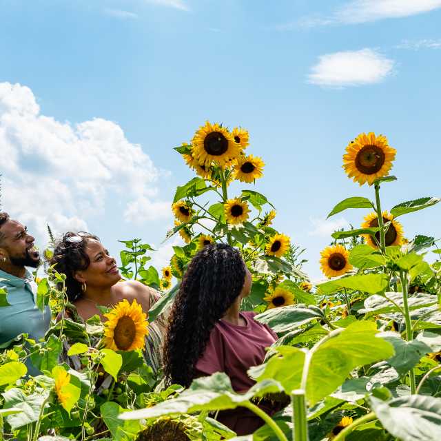 SunflowerFest