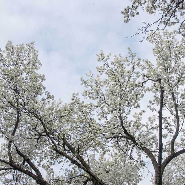 York County Spring 2014 07