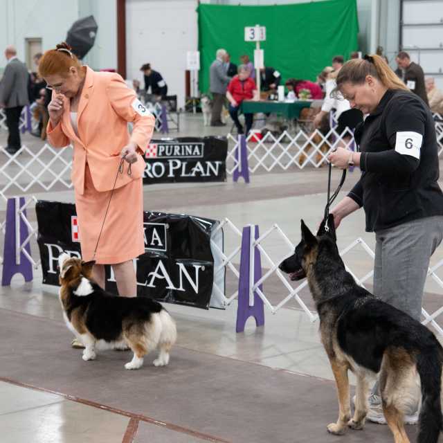 celtic classic- dog show
