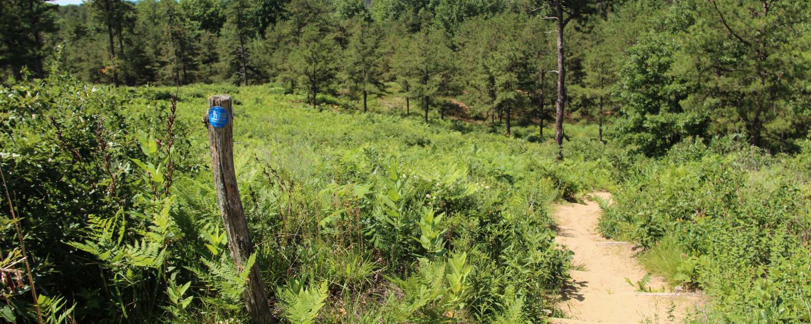 Albany Pine Bush
