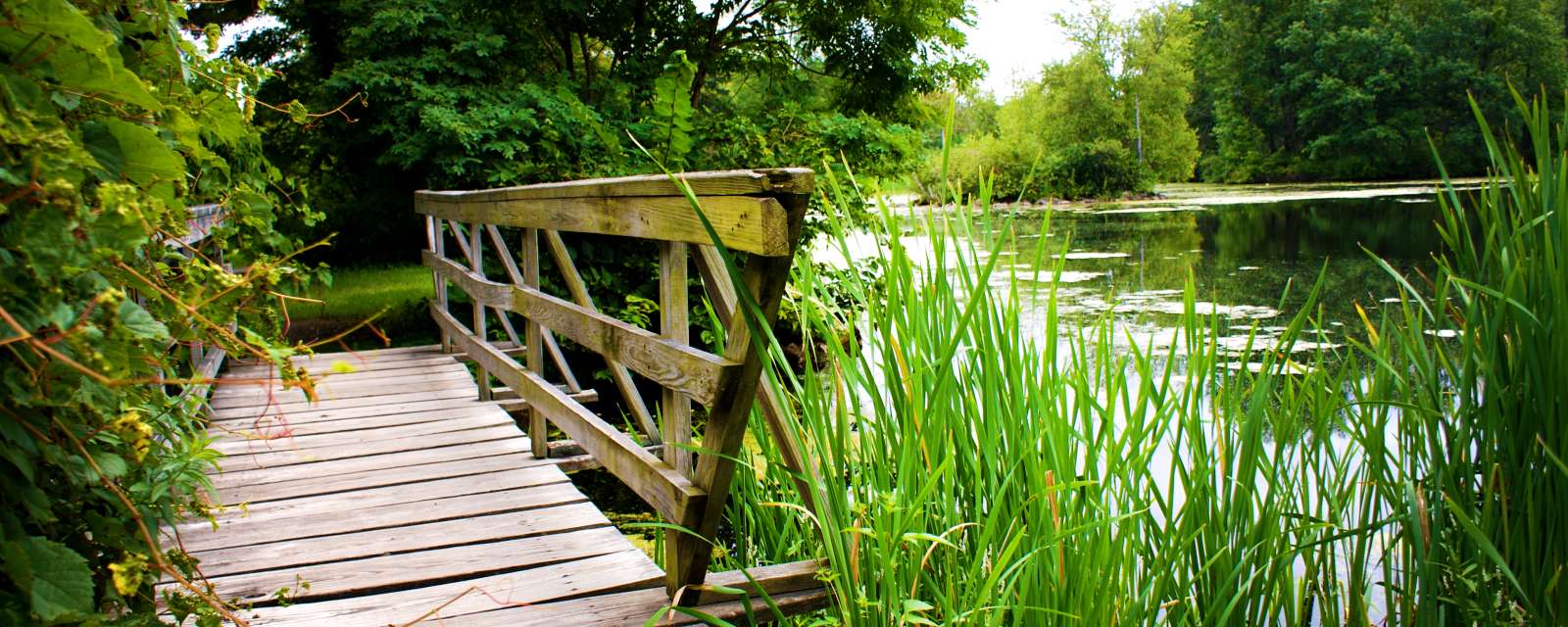 Ann Lee Pond and Nature Preserve