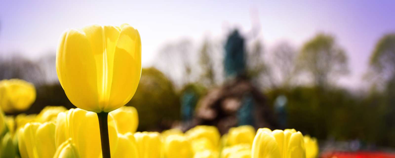Tulip in Washington Park