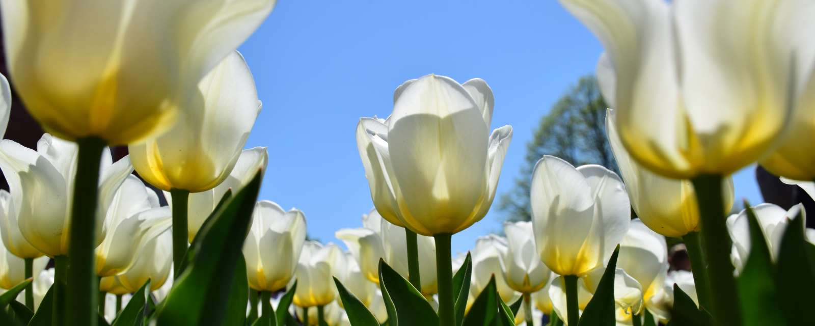 Tulips in Washington Park