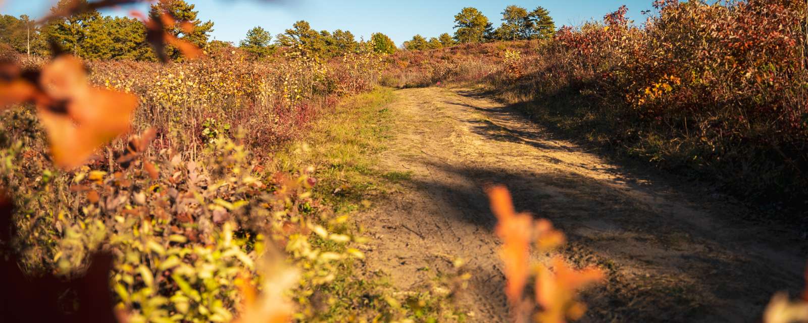 Albany Pine Bush Preserve in Fall