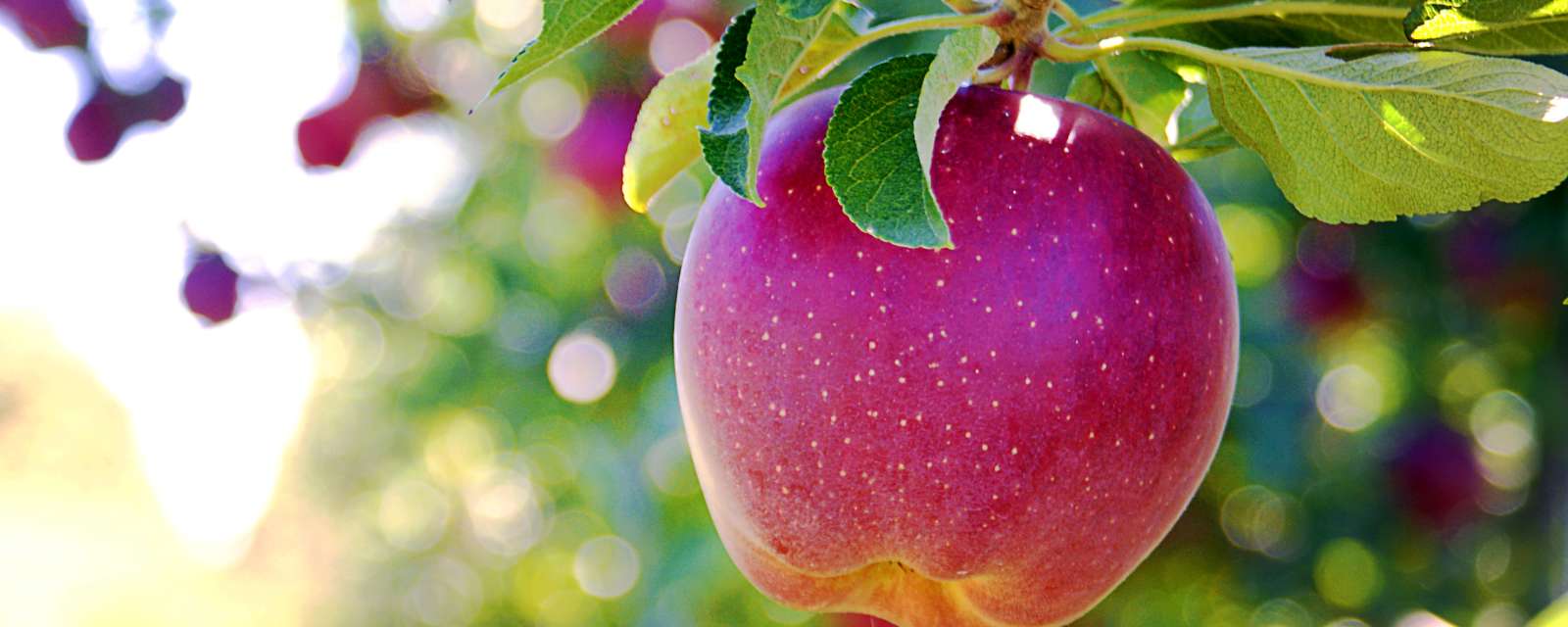 Apple tree