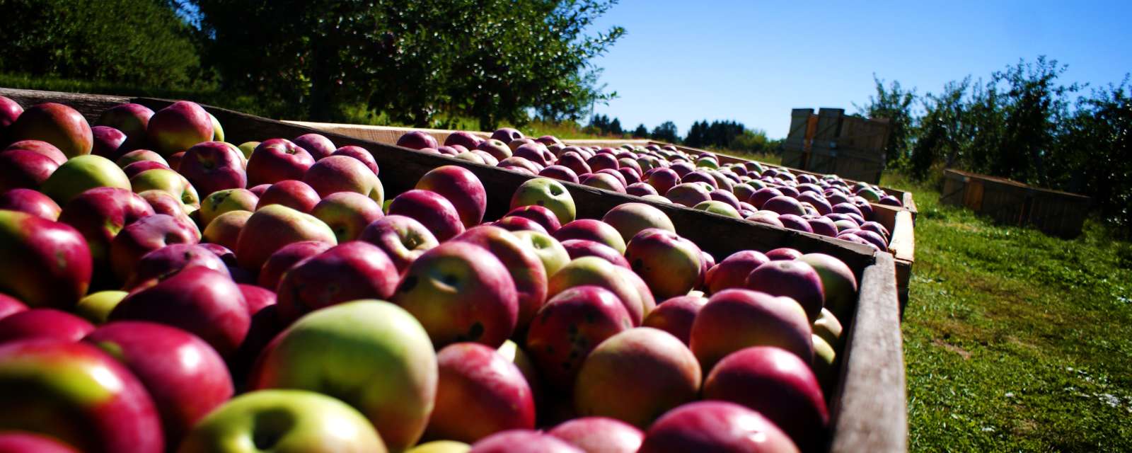 Goold Orchards