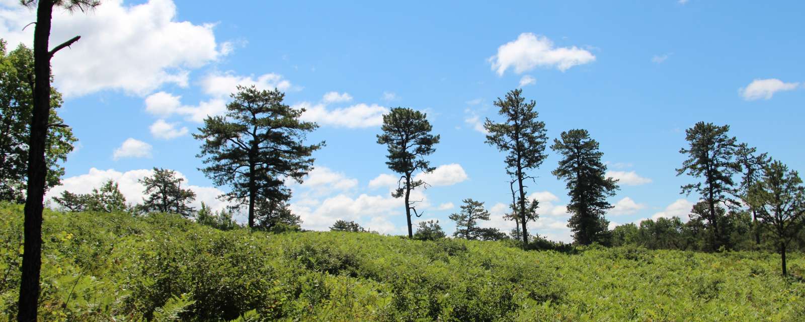 Albany Pine Bush Preserve