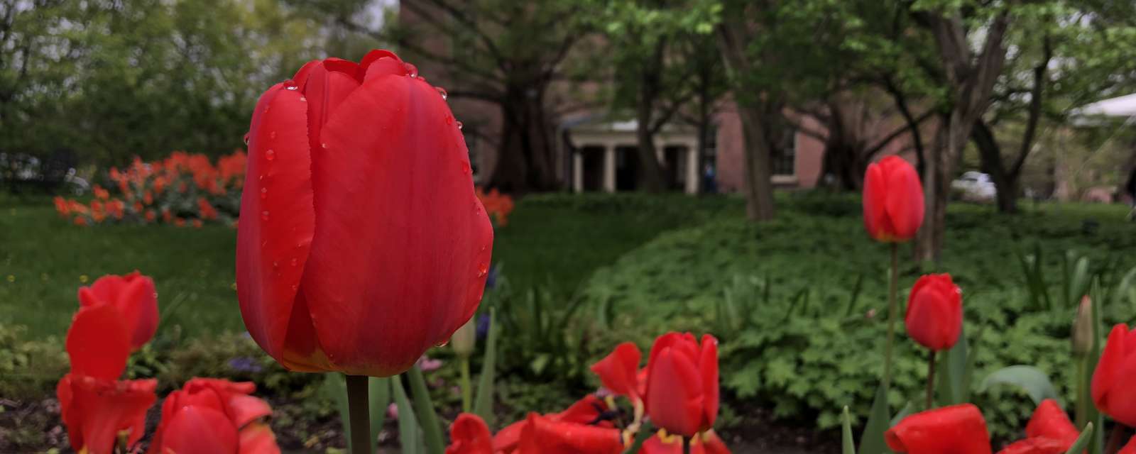 Ten Broeck Mansion tulips