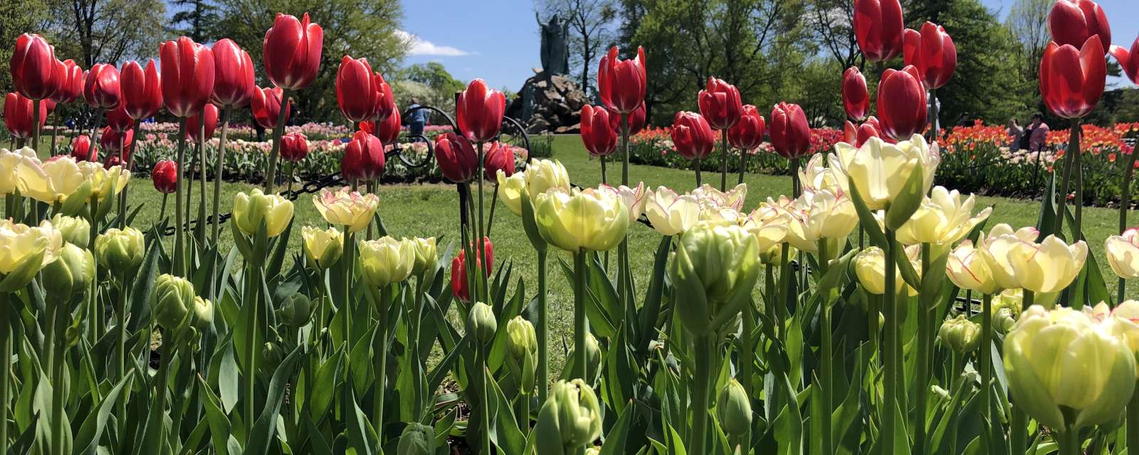 Tulips in Washington Park