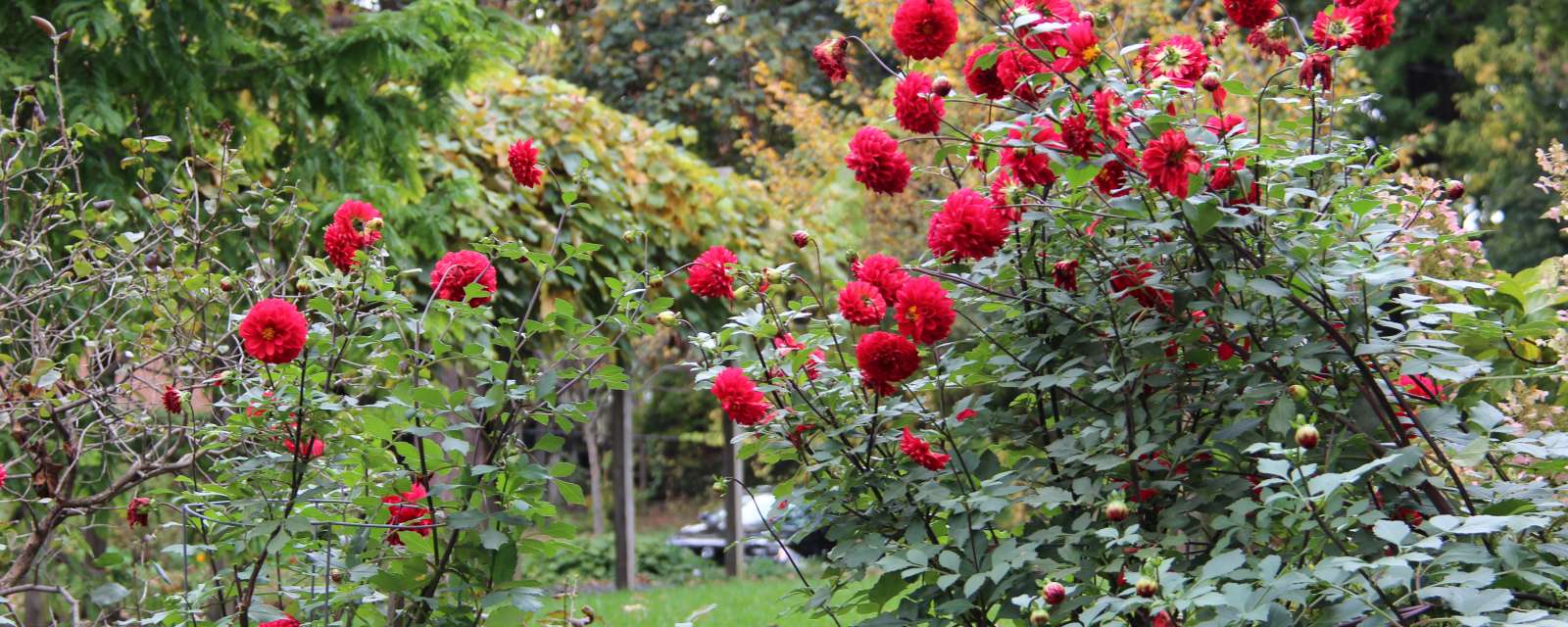 Ten Broeck gardens