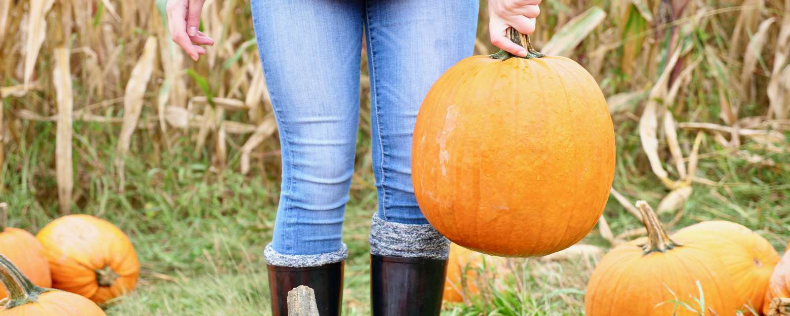 Pumpkins from Discover Fall in Albany video