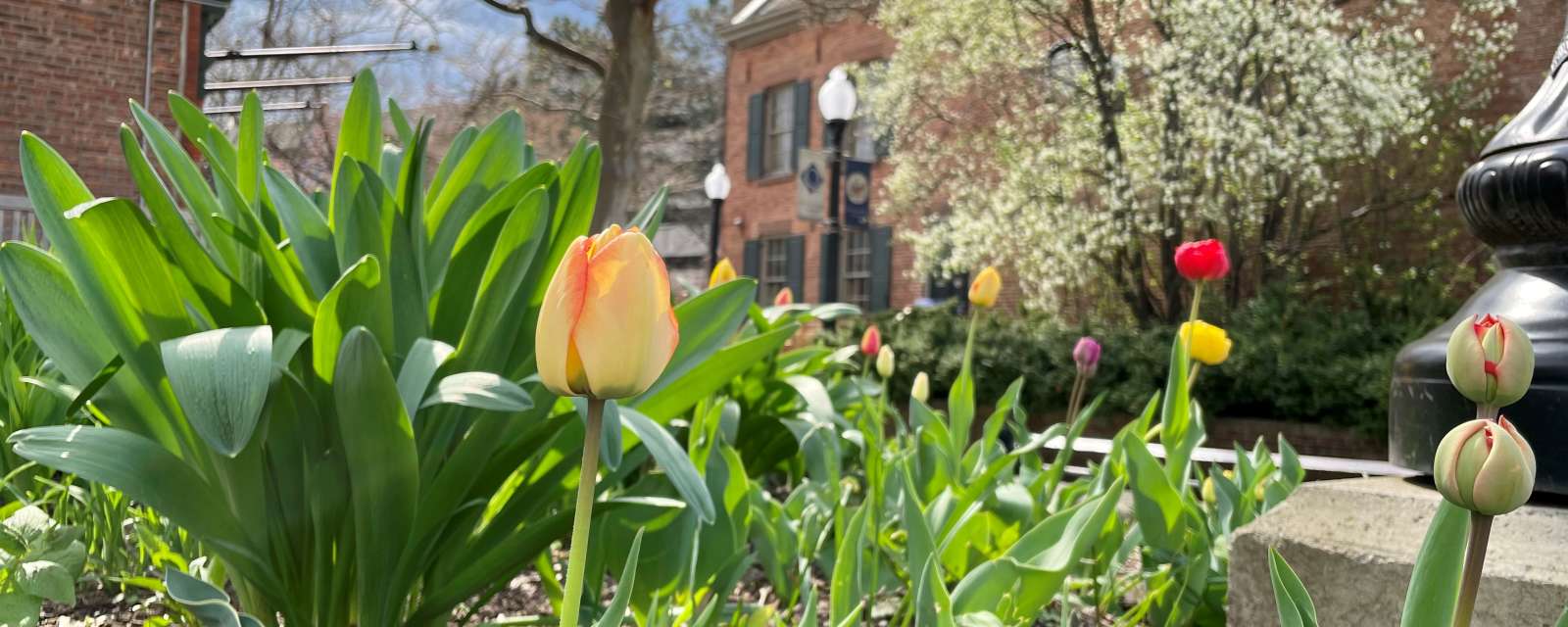 Tulips in Quackenbush Square
