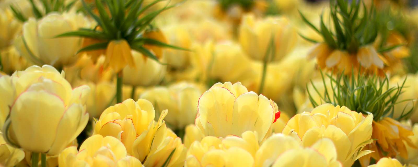 Yellow flowers